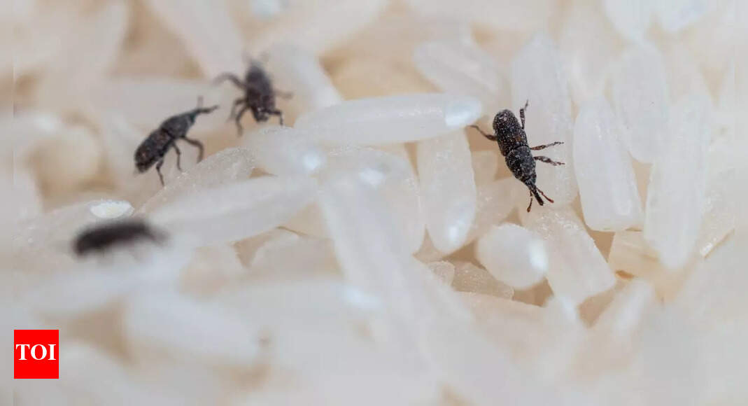How to identify “keede” in rice or grains: Prevention and hacks to remove them you must try