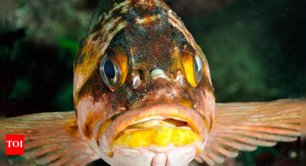 5 Animals can live far longer than humans