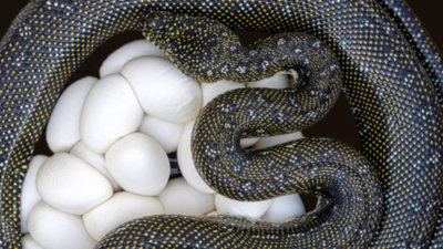 How to identify snake eggs before they hatch in your backyard?