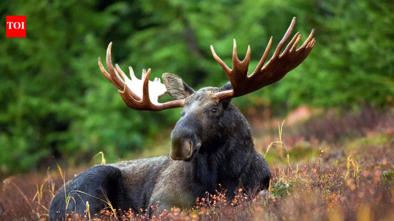 10 unique animals to spot inside American National Parks