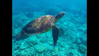 Olive Ridley turtle washed ashore at Polem