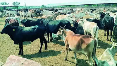 Telangana’s Vemulawada temple runs out of fodder: 39 bulls die; farmers send 75,000 kg grass to help