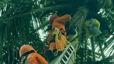 Kerala shocker: Coconut plucker falls unconscious on top of tree, gets trapped on climbing machine; dies