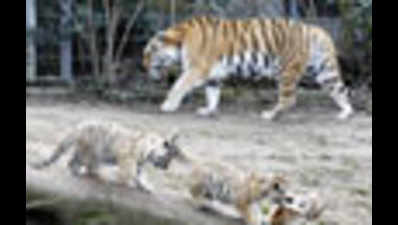 Maharashtra loses its 7th tiger in 4 months