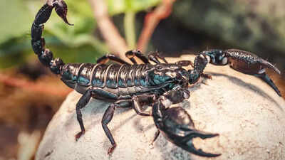 Scorpion venom offers new hope for breast cancer patients: Study