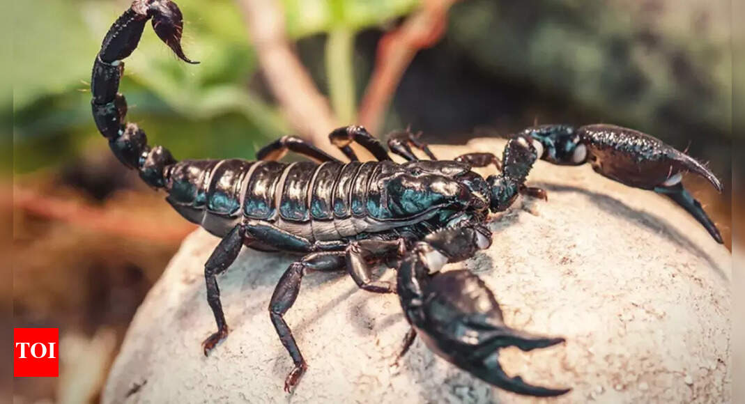 Scorpion venom offers new hope for breast cancer patients: Study