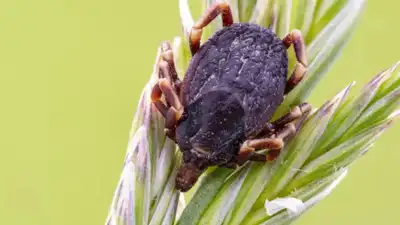 Tick alert: Scientists warn of increasing tick population in US: Affected areas, health risks and how to stay safe