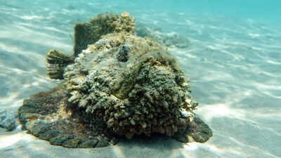 10 most venomous creatures found on the Earth