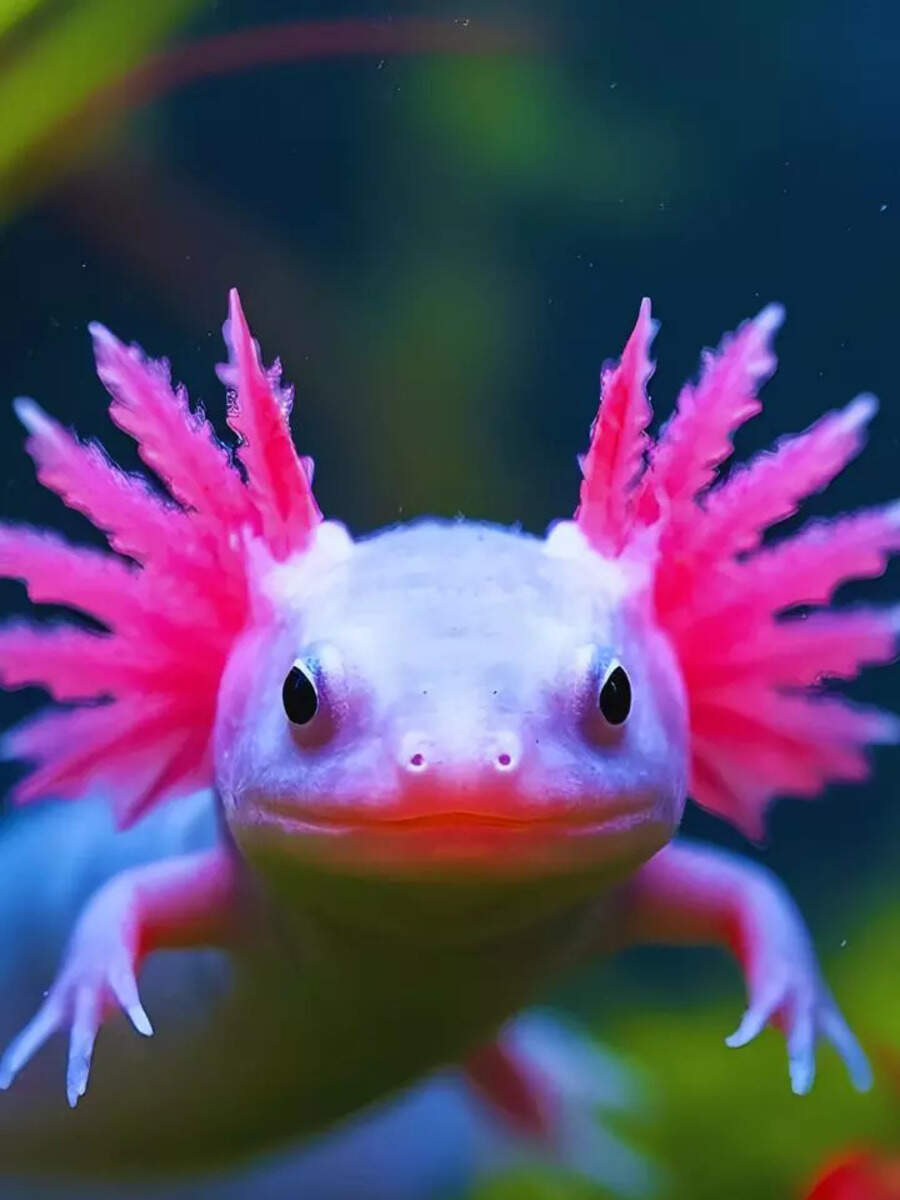 9 pink-coloured animals and where to spot them | Times of India