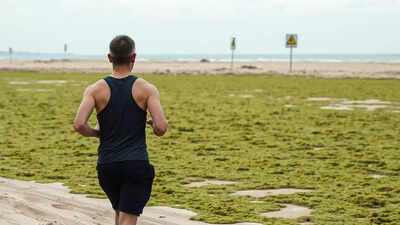 France: State responsible for jogger's toxic algae death