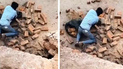 Watch: Leopard attacks worker in UP, man fights it off with bare hands