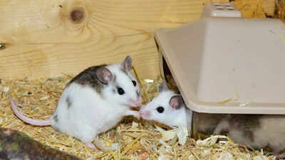 Mice with two fathers? Scientists create fertile mice using DNA from two fathers