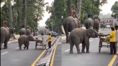 'Picture of pure innocence': Baby elephant stops for a quick snack on road; heartwarming moment goes viral