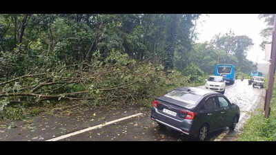 Tree branch falls on moving bus