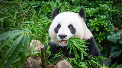 6 baby animals that look totally different from their parents