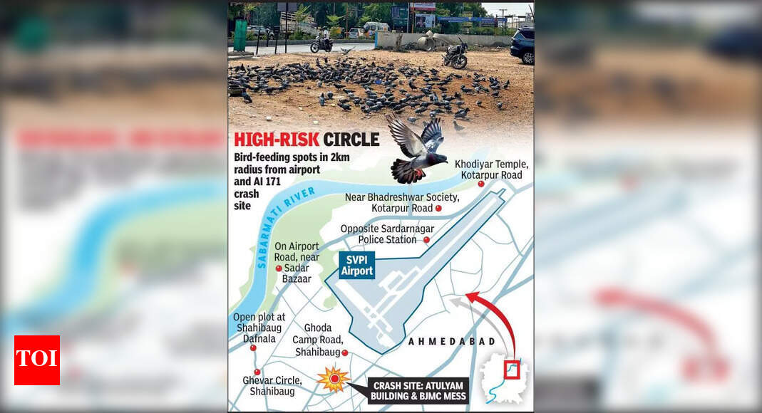 Will civic body ban public bird feeding?