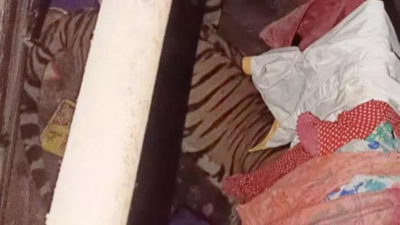 Family wakes up to surprise visitor in bedroom: A tiger