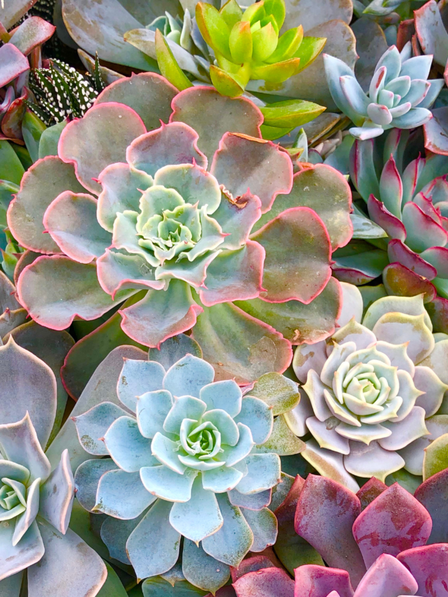 8 mini succulents that can live for over 50 years