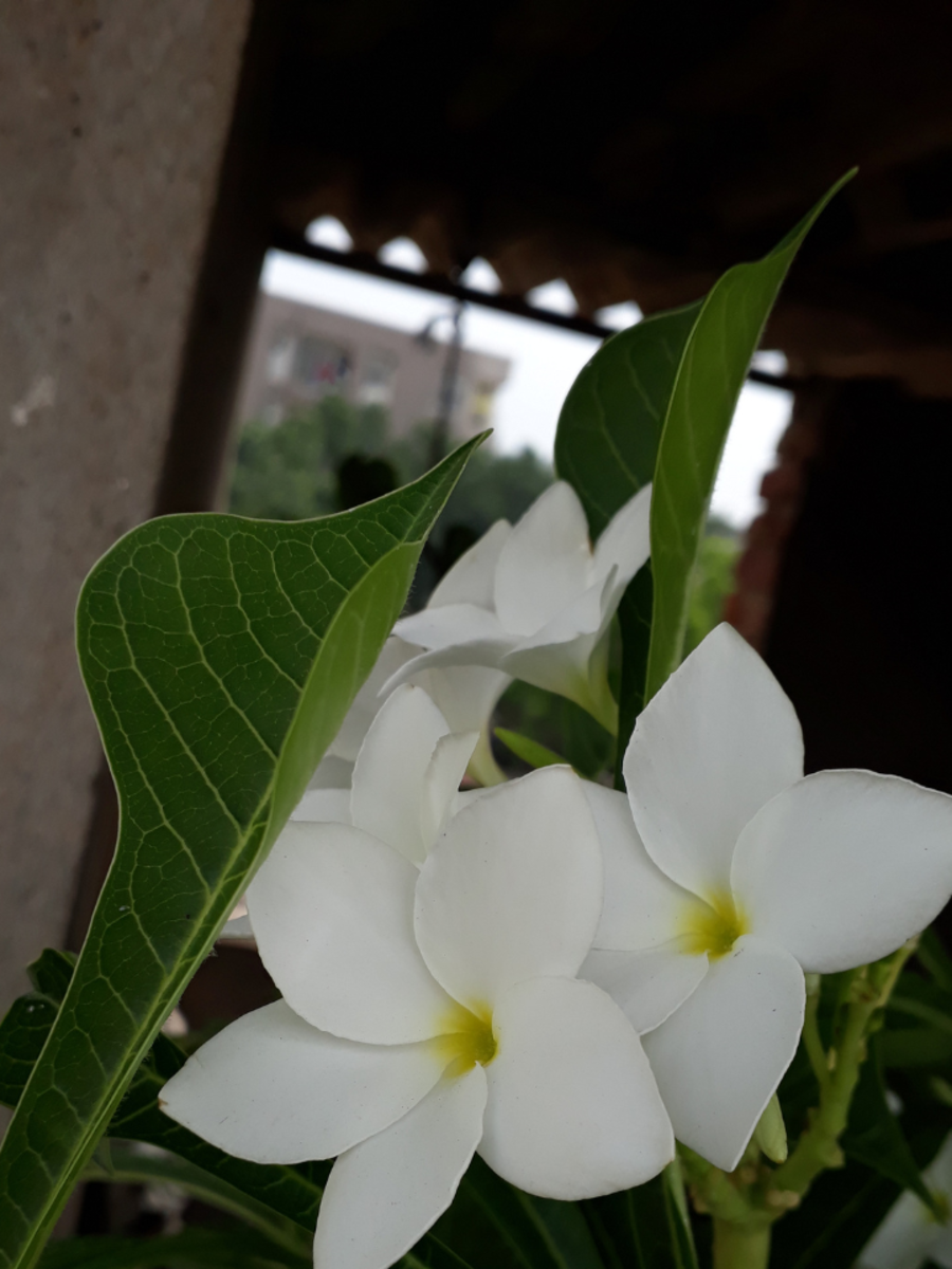 8 flowers and plants that will make the balcony garden smell fresh all day