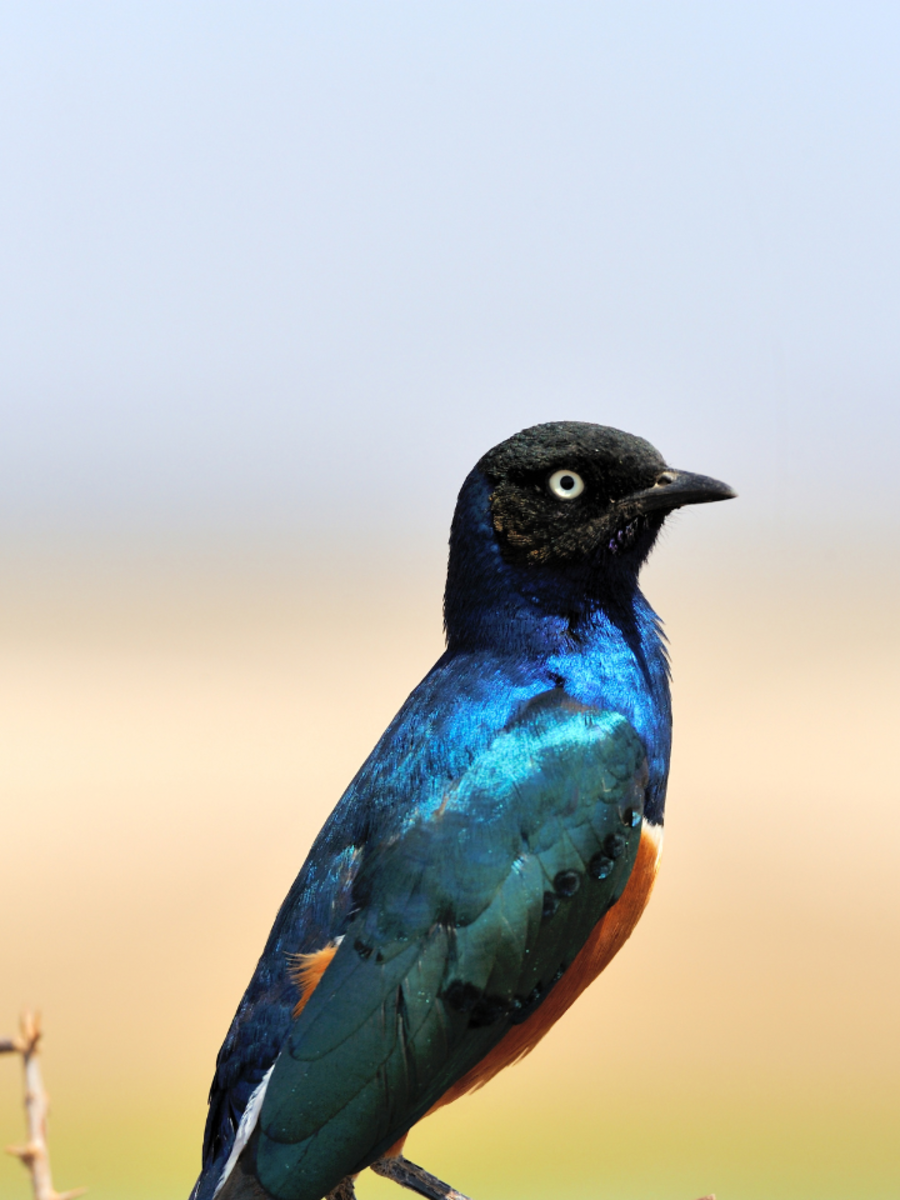 9 most colourful birds one can spot in India