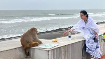  West Bengal CM Mamata Banerjee's photo with monkey goes viral - see pics