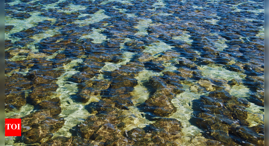 World's oldest 3.7 billion-year-old stromatolite fossils are in this country and intriguing facts about them