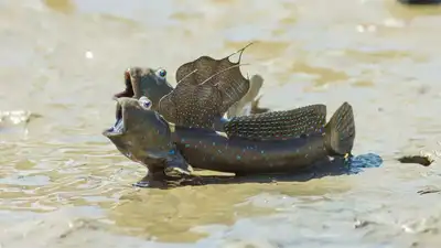 Walking fish? These 8 species have mastered life beyond water