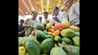 Mango festival celebrates diverse varieties and cultural heritage in new delhi