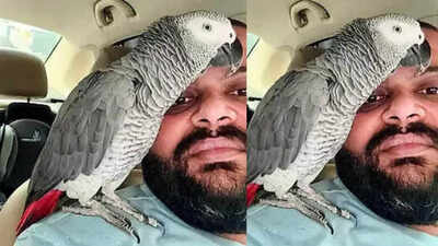  Owners announce hefty reward for missing pets in Hyderabad; startled by dog’s bark, he flew off