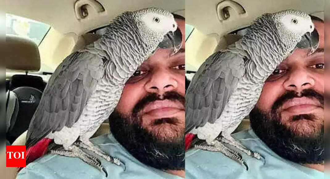 Find Rocky, Maxie, take Rs 50k: Owners announce hefty reward for missing pets in Hyderabad; startled by dog’s bark, he flew off | Hyderabad News