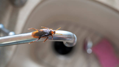 Breathing trouble at home? Doctor warns cockroaches may be the hidden health hazard you’re ignoring