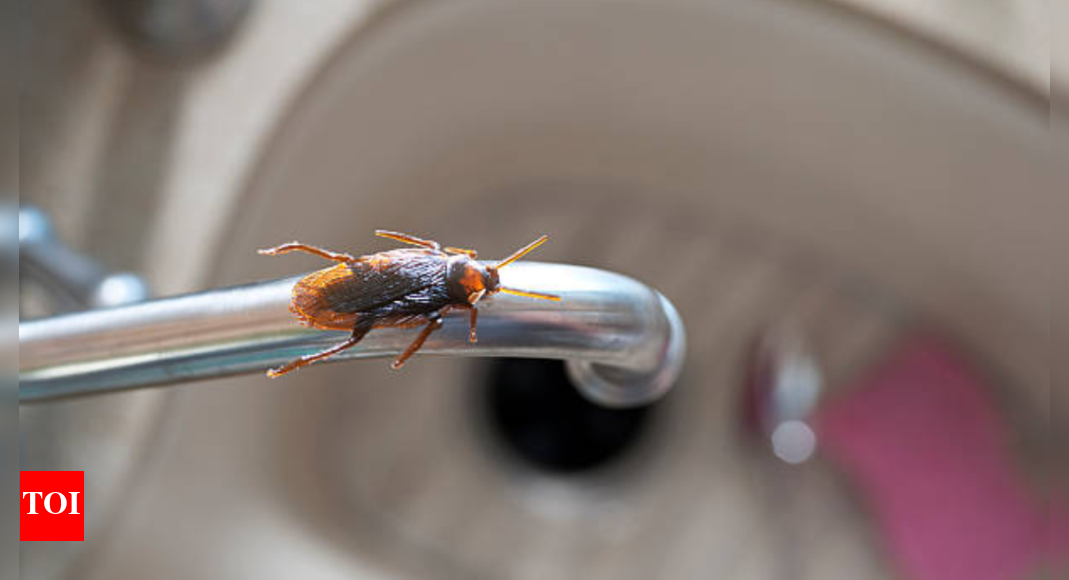 Breathing trouble at home? Doctor warns cockroaches may be the hidden health hazard you’re ignoring