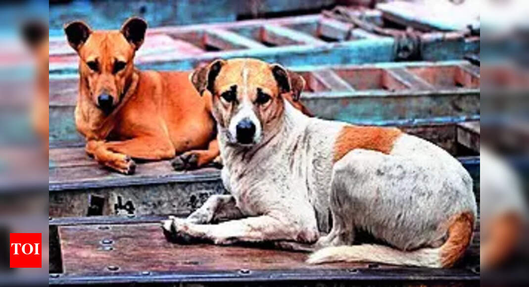 Case filed after four stray dogs poisoned to death in Adibatla: One ...