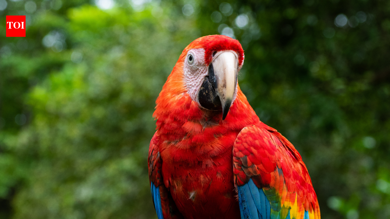 5 remarkable parrot facts that surprise almost everyone