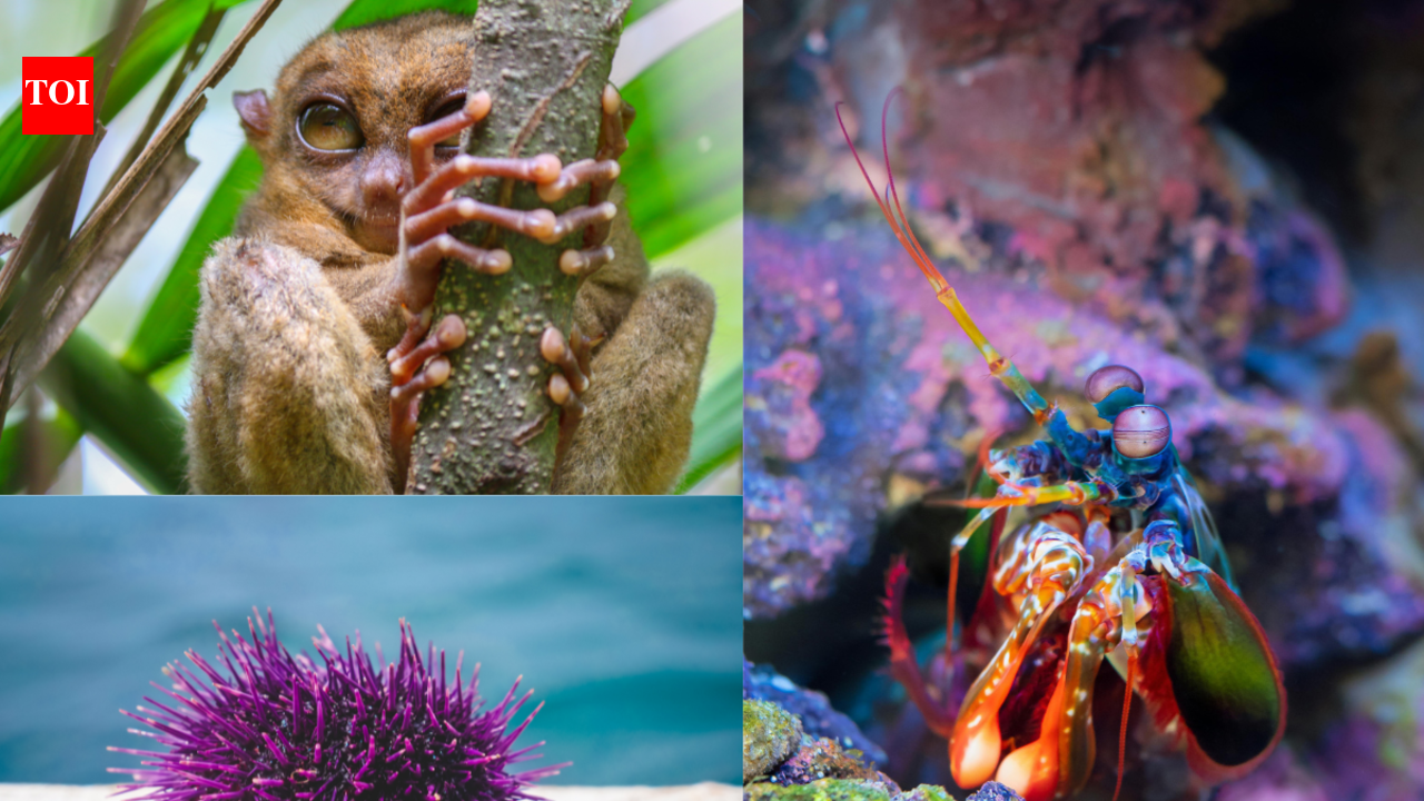 7 animals with the most unusual eyes