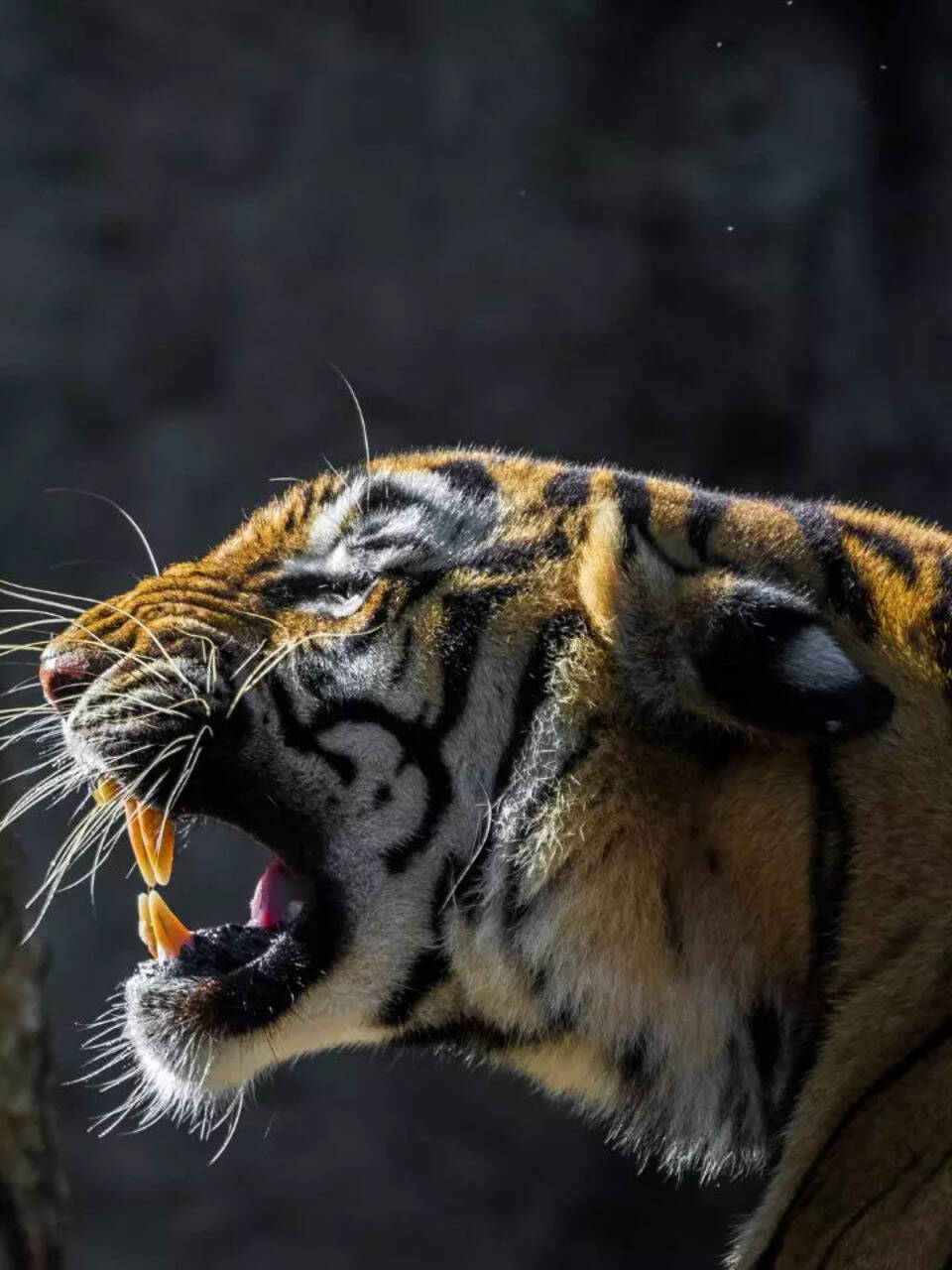 10 national parks in India for unforgettable tiger sightings