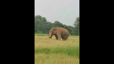 Tribal man in Keonjhar killed in elephant attack