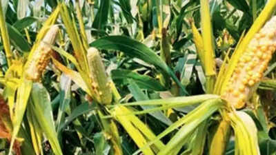  Ryots pay price for unwritten promises; Mulugu farmers protest for 3 months to secure compensation