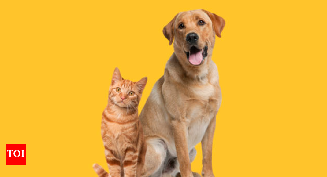 Dogs and cats: Which one’s smarter? The answer might surprise you – Times of India