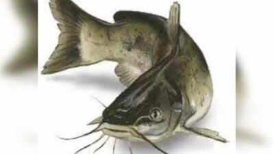 Don’t eat Thai Mangur fish this monsoon: It’s banned and may cause cancer