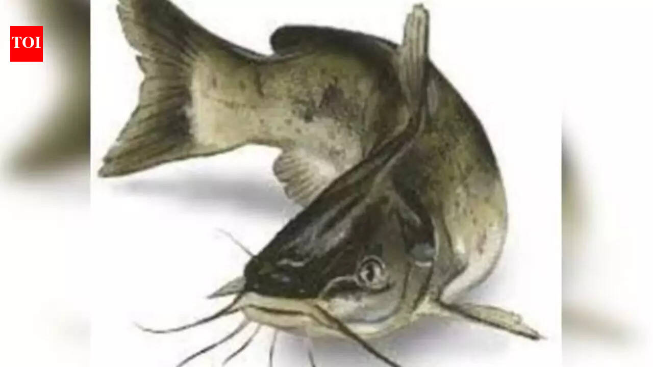 Don’t eat Thai Mangur fish this monsoon: It’s banned and may cause ...