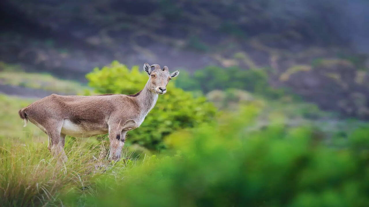 Eravikulam and Dachigam named Top National Parks in India