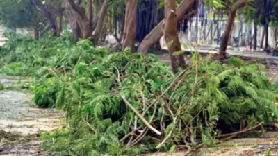 கிரீன் மின் வேளாண் நிலத்தில் மரங்களை வெட்டுவதற்கான விதிகளை கோடிட்டுக் காட்டுகிறது