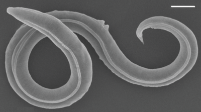 Worm from the mammoth era revived after 46,000 years in Siberian ice