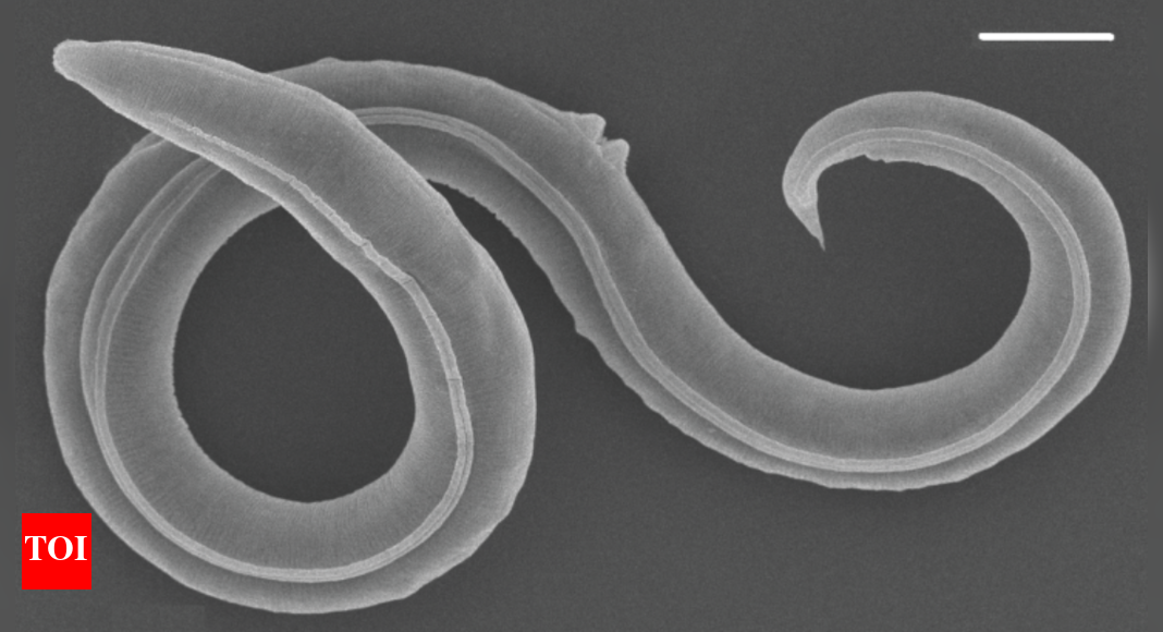 Worm from the mammoth era revived after 46,000 years in Siberian ice ...