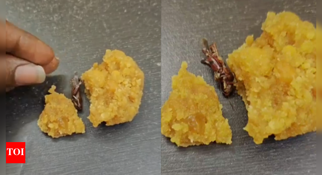 Cockroach in Srisailam laddoo? Devotee flags hygiene concern; Andhra temple investigating CCTV footage