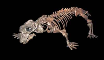 This 250-million year old pig-like creature was hibernating long before the dinosaurs