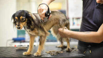 Avoid these common mistakes during summer that risk your dog’s health