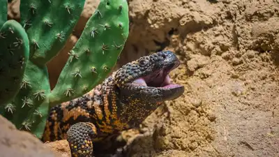 6 animals that survive the longest without water