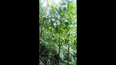 With a population of 250, Western Ghats tree species faces fungal ...